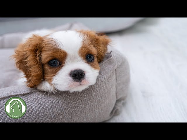 Relaxing music for dogs🐶Stress Relief Music,Relaxation Music🎵Dog's Favorite Music.