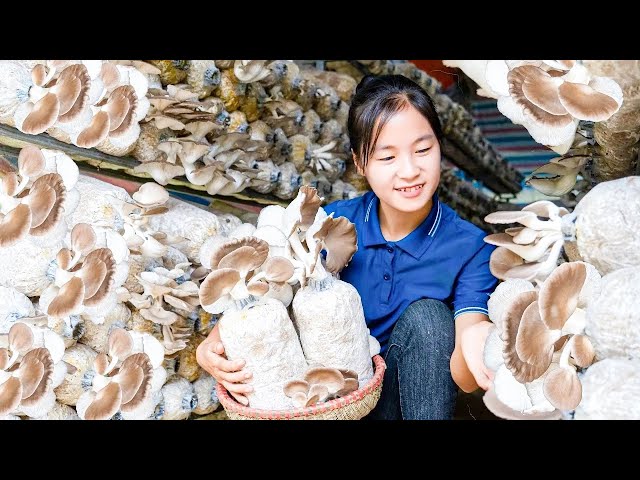 Harvesting Oyster Mushroom Goes To Market Sell | Build a farm | Tieu Tam Daily Life