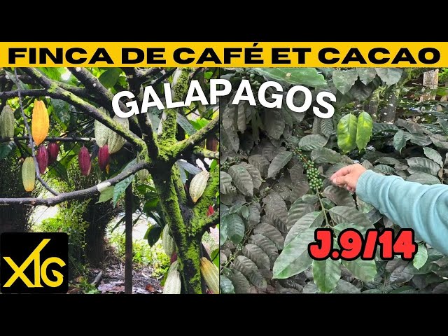 635 j9/14 Share our 14 days in the Galapagos: traditional coffee and cocoa finca