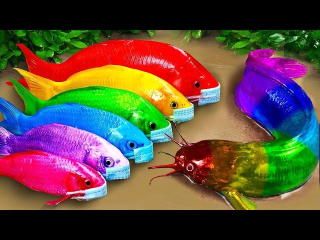 Menemukan ikan hias warna-warni, Ikan lele pelangi, ikan cupang - RAINBOW CARP ASMR Funny