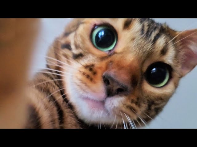 Close up! Cutest Cat MomentsㅣDino cat