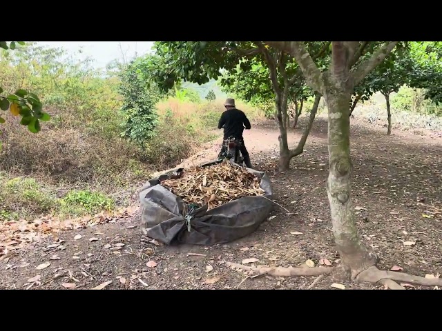 Sweep the cashew leaves #nature #reels