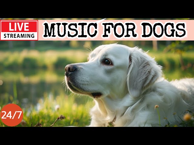 🔴Dog Music🎵Dog Calming Music🐶💖Separation Anxiety Relief💖🦮Dog Relaxing Music for Sleep🔴14