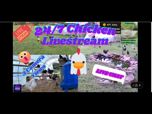 24/7 Chickens Live Stream & Chat |Koi Pond| Dog & Cat TV|January