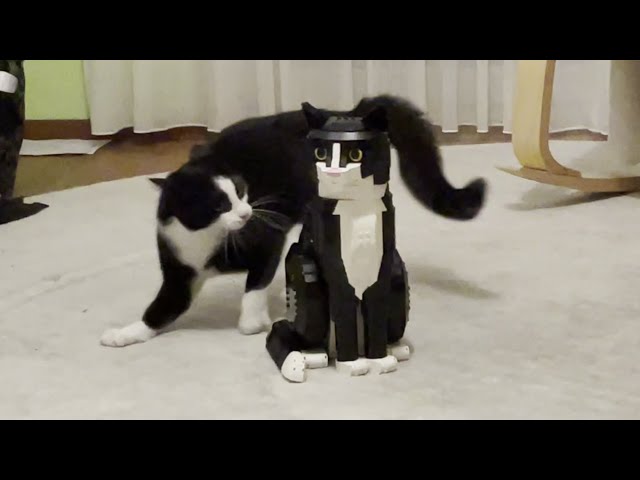 Tuxedo Cat vs. LEGO Tuxedo Cat