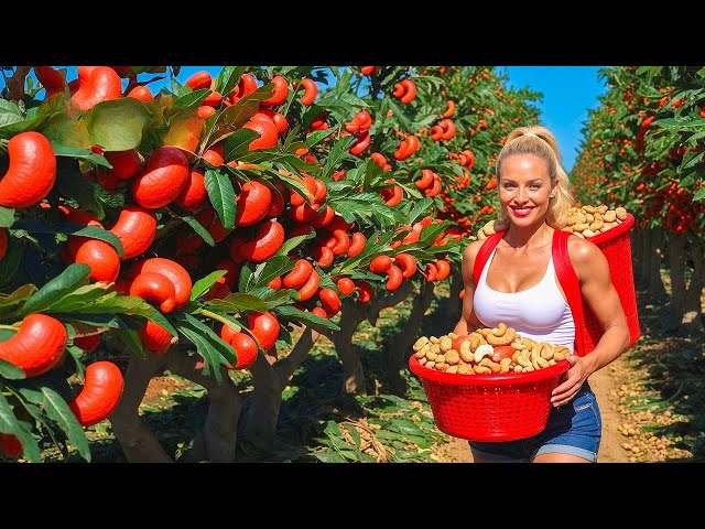 How to MILLIONS tonts of Cashew Harvested & Processed | Agriculture Technology | The Green Engine