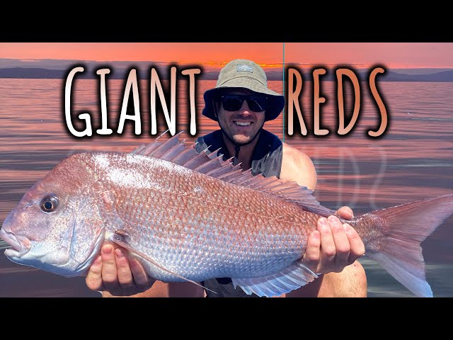 Catching Giant Snapper and Nannygai, Tasmania's waters are warming!!