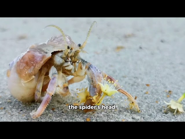 The spider fights with the praying mantis and bites off its head