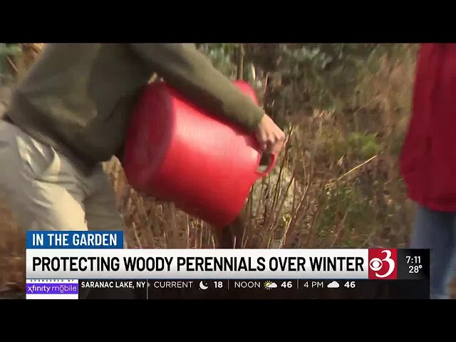 In the Garden: Protecting woody perennials over winter