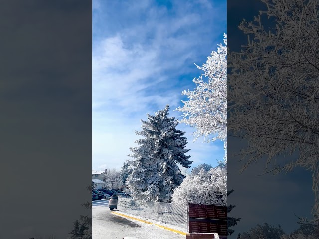 Living in -30 degrees Celcius🥶🥶🥶 #cold #winter #canada #snow #white #beautiful #season #shorts