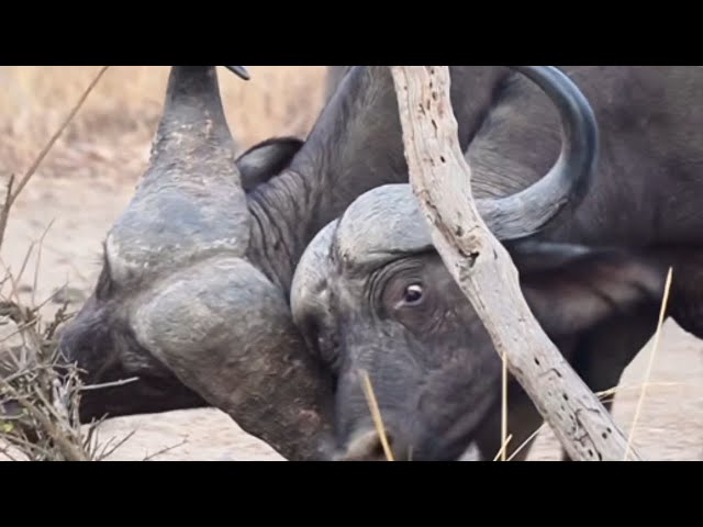 Buffalo Fight: Intense Battle for Dominance and Mates || WooGlobe