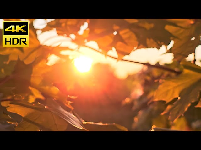 Northern Sunrise in 4K HDR10 | Golden Light Through the Leaves