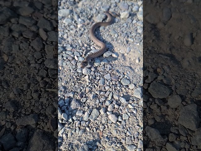 A snake on the RS airfield RC  #shorts @robert_s_photographer  #rcaircraft #aviation