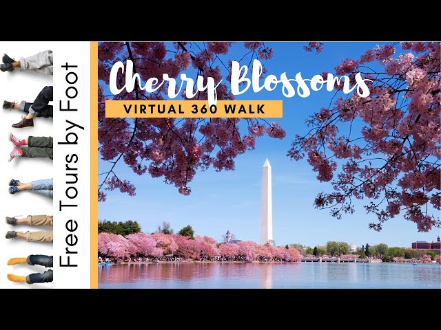 360 Virtual Walk of the 2020 Cherry Blossoms