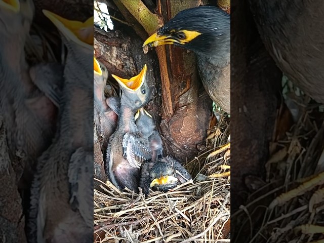 Myna Bird Mom Feeds Her Babies with Love (p2)#viral #trending #shorts #ytshorts