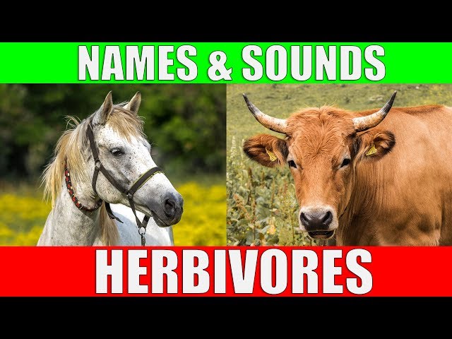 HERBIVOROUS ANIMALS Names and Sounds | Learn Herbivore Animals