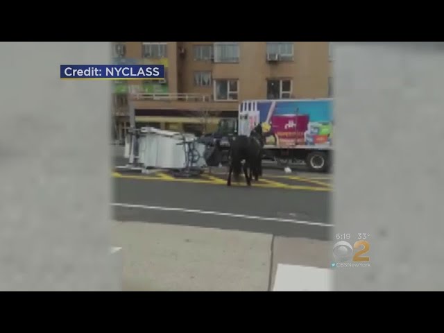 Horse Carriage Accident On Central Park South