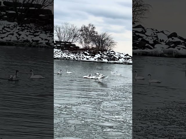 Goose Party on the Lake! Must-See Fun! 🎉  #shorts #trending  #comedy