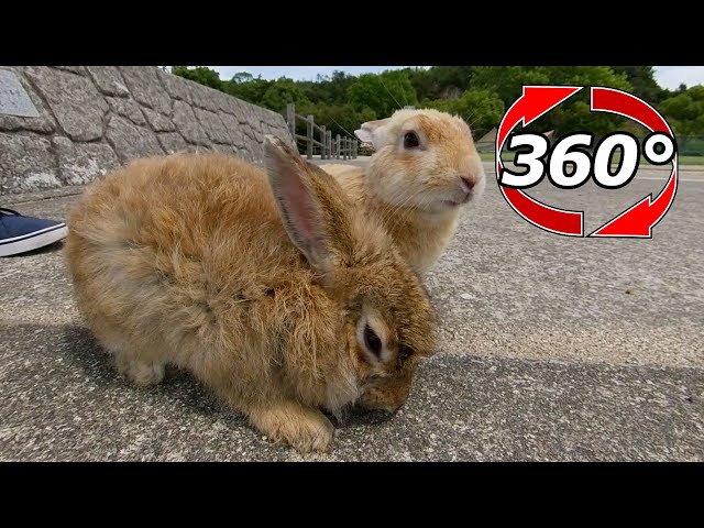 VR 360° | There was a fluffy rabbit even in summer!