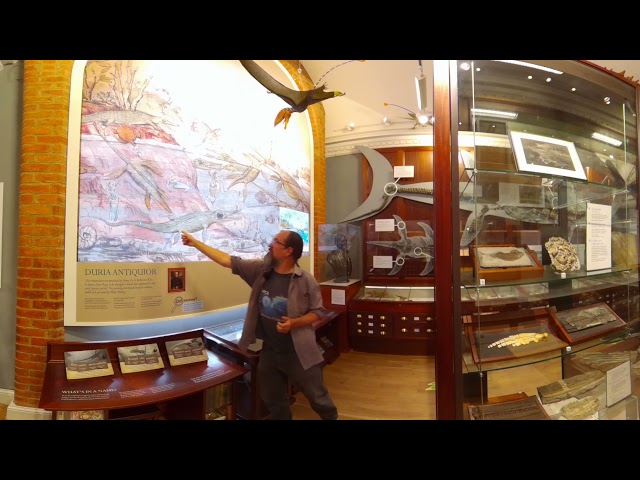 Lyme Regis Fossil Festival Mary Anning Museum - Chris Andrew Part 1 - 360 Video