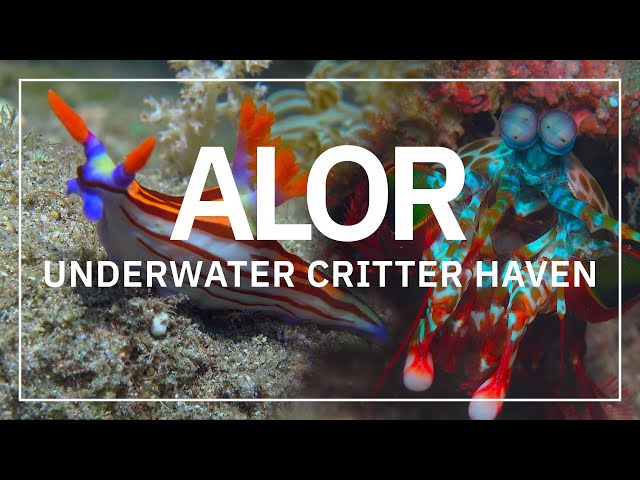 Alor - Underwater Critter Haven | Best Scuba Diving in Indonesia in 4K HDR | 2023