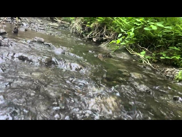 Relaxing Forest River Water Flow🏞️ @PeacefulSentient