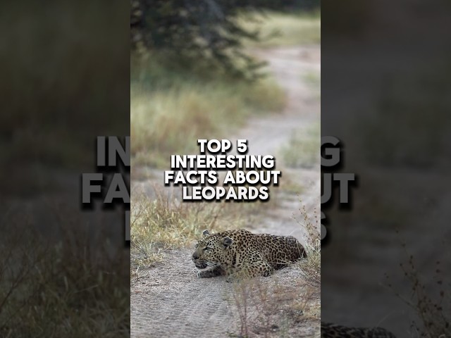 Top 5 interesting facts about leopards 🐆 #animals #facts #leopards