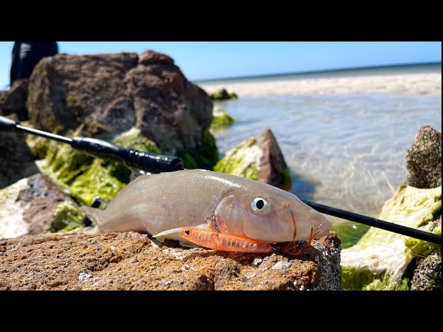 13 tips to catch more WHITING on SURFACE LURES