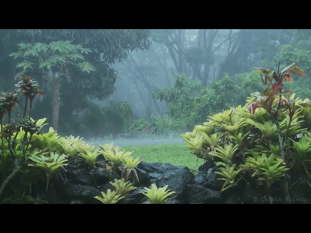 Sons da Natureza para relaxar, dormir e meditar