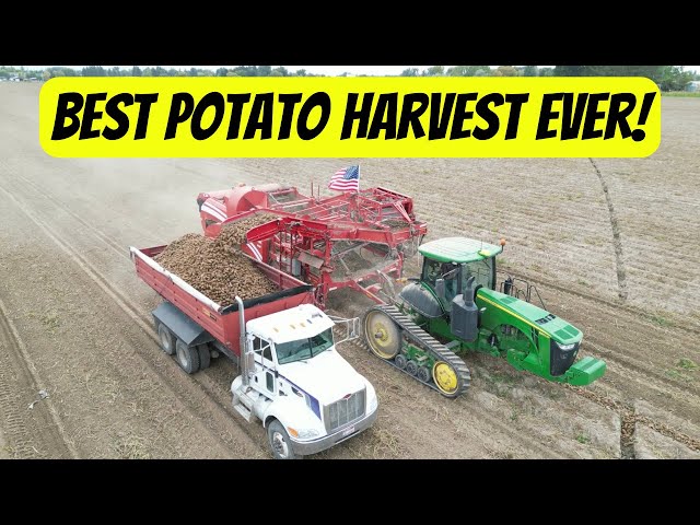 Best potato harvest ever! 2023 || How potato harvest works