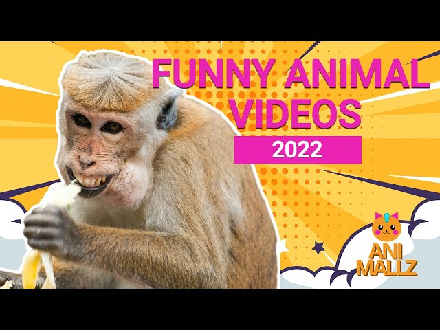 Funny Animal Videos 2022 ♥ Best Funny Animal Videos 2022 Compilation #3 | Animallz