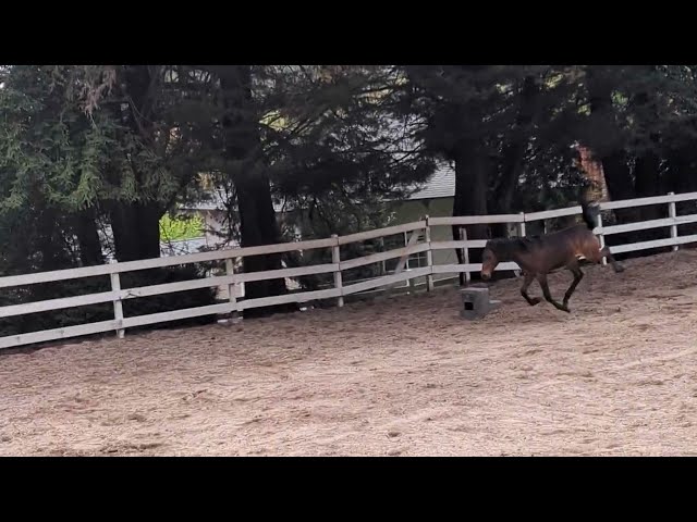 Up and Coming Dressage Horse or Just Showing Off