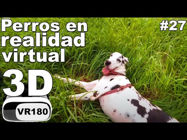 Perros en realidad virtual | VR Experience #27