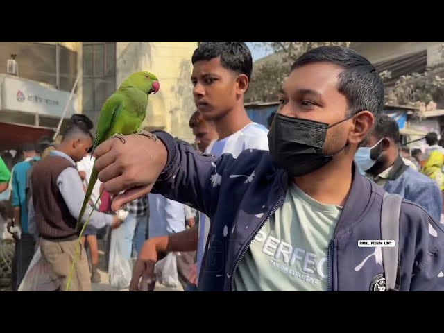 পোষা টিয়া পাখি 🦜টঙ্গী কবুতর হাট।