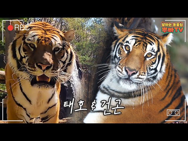 건곤이와 태호는 왜 사파리로 돌아가나요? 타이거밸리 사육사와 함께 하는 Q&A 시간│Tiger Valley