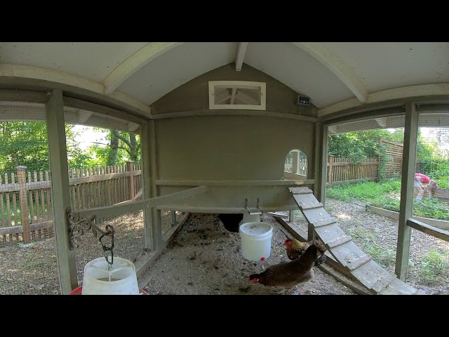 Inside the chicken coop - July 2020