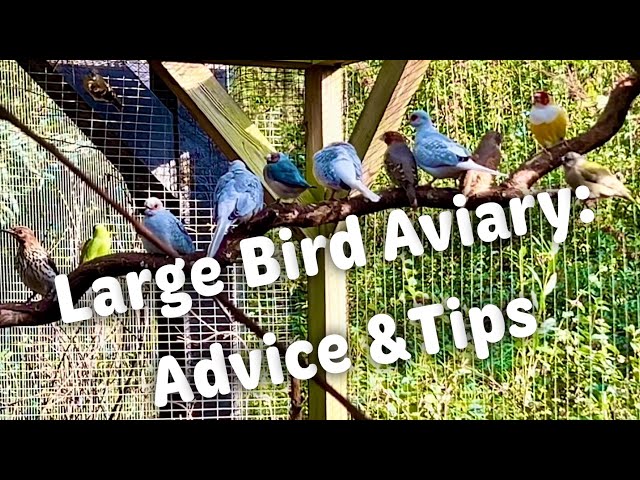 Building a Stunning Mix-Species Aviary: Tips for Success & Essential Advice