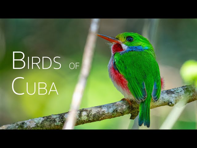 Chasing Endemic Avifauna: A 24-hour Birding Adventure | Birds of Cuba