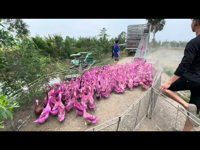 The wonderful"Very smart Vietnamese tour guide"knows how to lure super ducks into the truck this way