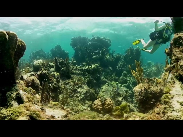 VR, Virtual dive on a coral head in Goulding Cay Bahamas