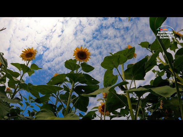 How sunflowers track the sun's movements