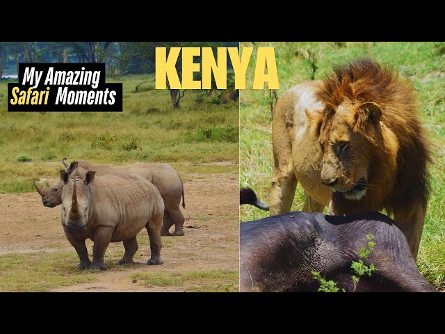 Incredible African Safari Wildlife in KENYA with Intrepid Travel. Spot the BIG 5 of Africa with me.