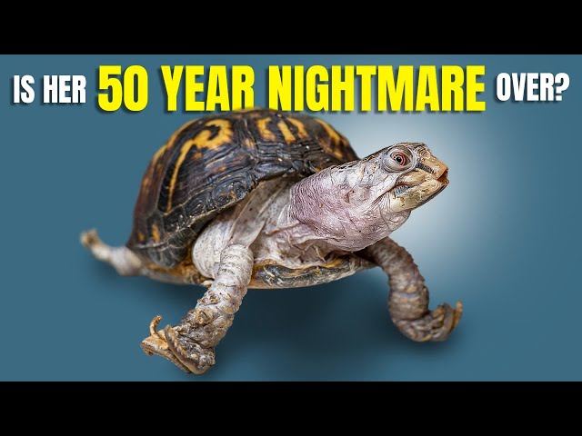 Kitchen Floor Turtle Fed Cat Food for 50 Years: Can We Save Little Rockalina?