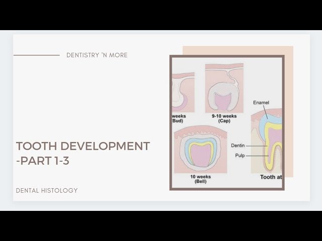 A to Z about TOOTH DEVELOPMENT!