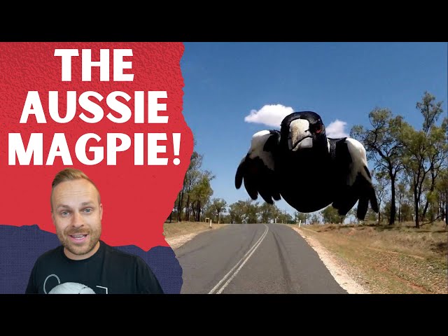 Rob Reacts to... Everything you wanted to know about AUSTRALIAN MAGPIES!