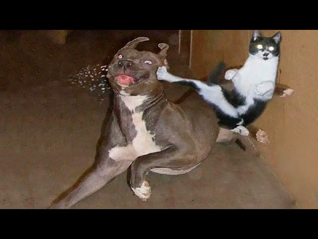 Cute Cats And Dogs Compilation 2020 | 🤣🤣01  cat 2020  fails  tik tok  fpv