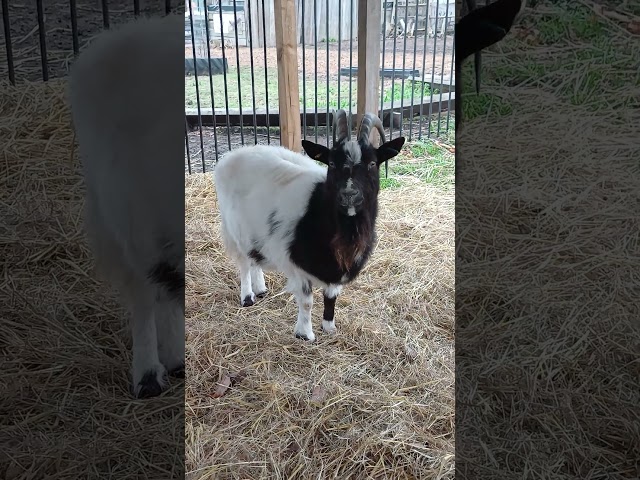 ADORABLE GOAT IN CENTRAL LONDON