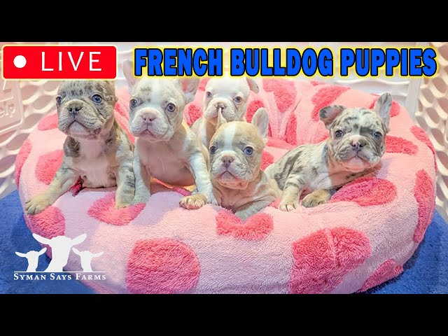 French Bulldog Puppies and Pregnant Goats Live Camera - Syman Says Farms