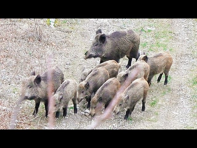 Heyecan Zirvedee..Aksiyon Dolu Domuz Avı /Action-Packed Boar Hunts