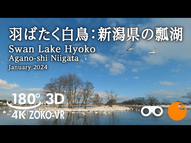 180°VR [3D] Swans flapping their wings | Hyoko Lake in Niigata Prefecture